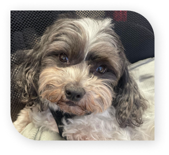 Blitz's staff picture